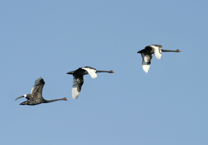 business risk response as symbolized by three black swans in flight